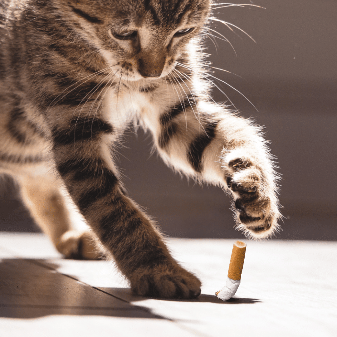 tchaomegot un chat mange un megot uoi faire ?